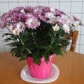 User avatar for Chantal Gingras