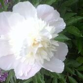 User avatar for Bernard Nicole