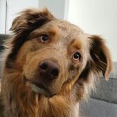 User avatar for Chantal St Cyr