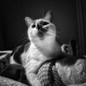 User avatar for Es Si