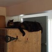 User avatar for Danielle Carbonneau