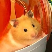 User avatar for Donna Mc Cafferty