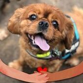 User avatar for Chappers Rachy