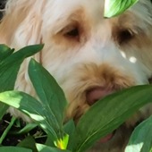 User avatar for Gavin McVicar