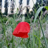 User avatar for Diana de Mey