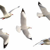 User avatar for Patricia Soares