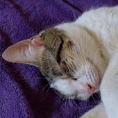 User avatar for Caspian Schoenfeld