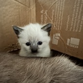 User avatar for Crystal Mills