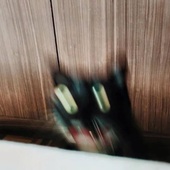 User avatar for Cassidy Wood