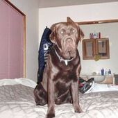 User avatar for Choco Kingdog