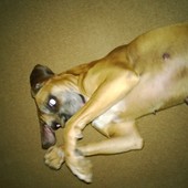 User avatar for Christopher Chastain