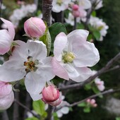 User avatar for Loran Verpillot