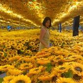 User avatar for Panan Sitthirit