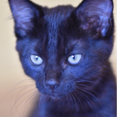 User avatar for Peter Scanlan