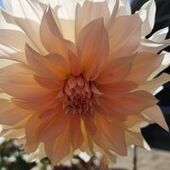 User avatar for Christine Roxburgh