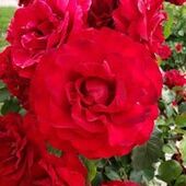 User avatar for Georgeanne Speth