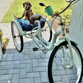 User avatar for Susy Diaz