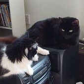 User avatar for Chris Watson