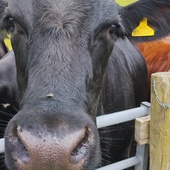 User avatar for Ian Scott