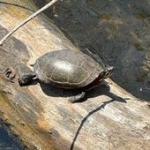 User avatar for Tom Compson