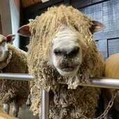 User avatar for Shelley Burnett