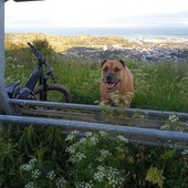 User avatar for Dead Hedgehog