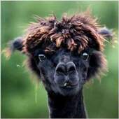 User avatar for Clive Brazer