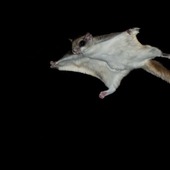 User avatar for Crusty Honeycomb