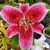 User avatar for Karen Still