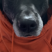 User avatar for Steve Shank