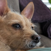 User avatar for Joseph Gambino