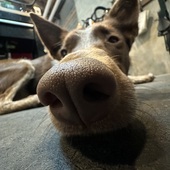 User avatar for Max Cowley