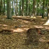 User avatar for Szymon Bereza