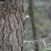 User avatar for Dian Fan Zhou