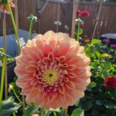 User avatar for Adeleke Taiwo