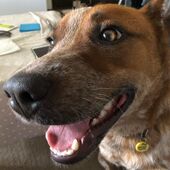 User avatar for Joseph Nguyen