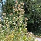 User avatar for Denise Sc