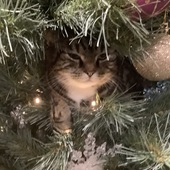 User avatar for Matyas Mehmet