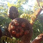 User avatar for Amanda Ashcroft