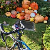 User avatar for Koala Tasso