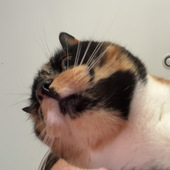 User avatar for Bayley Percy