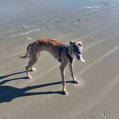 User avatar for Richard Williams