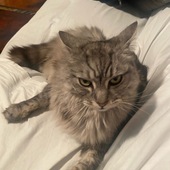 User avatar for Hariklia Nicola