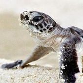 User avatar for Nigel Matthews