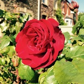 User avatar for David Thorpe