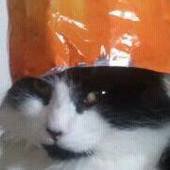 User avatar for Des Hound