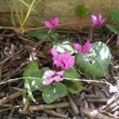 User avatar for Ankica Pe Pe