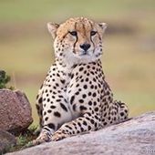 User avatar for Marko Lučić