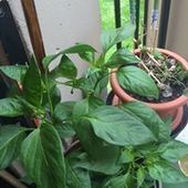 User avatar for Andreja Malus