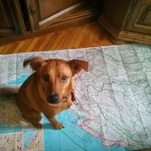 User avatar for Dani Polt